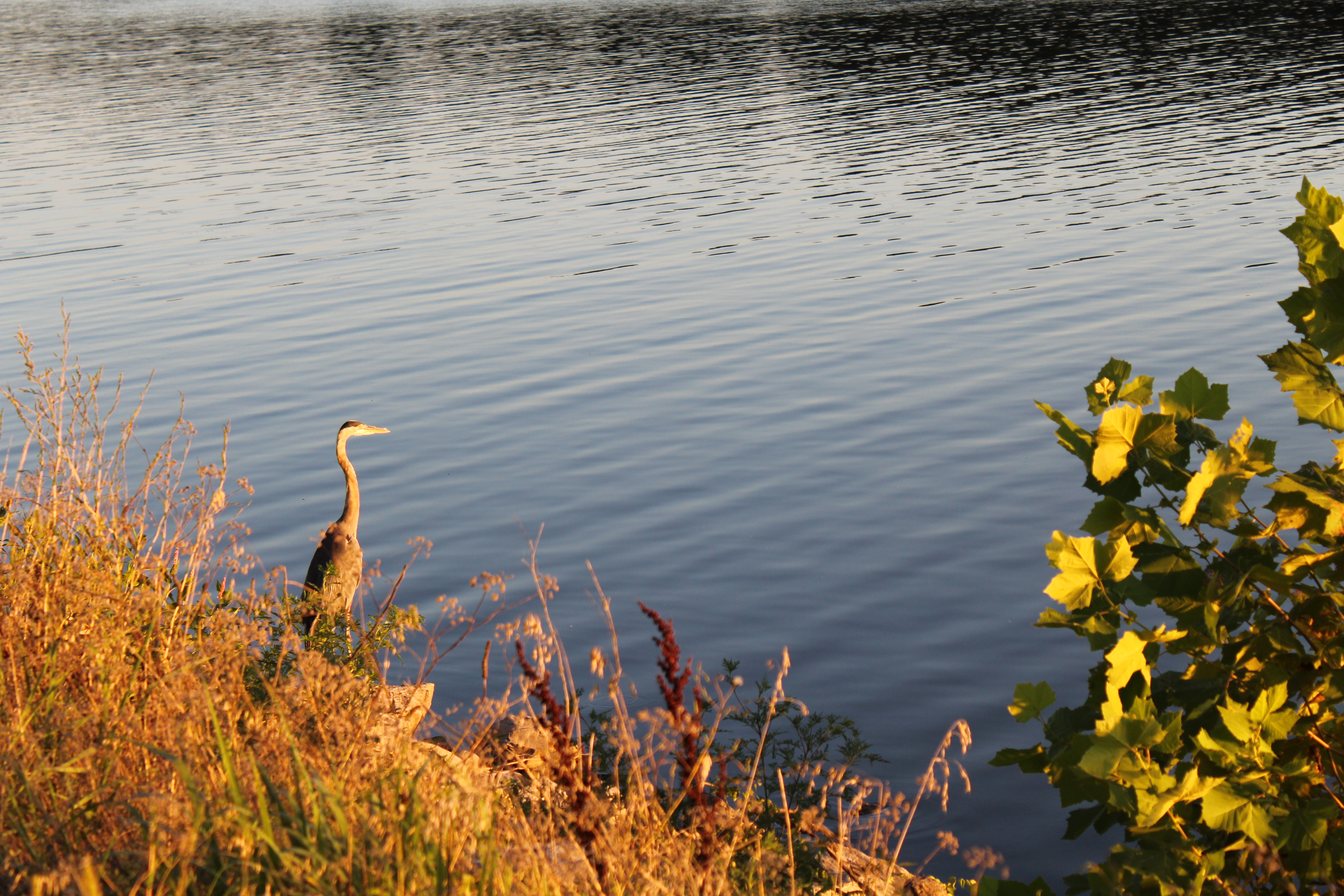 Crane at Crab Orchard Lake - August 5, 2020