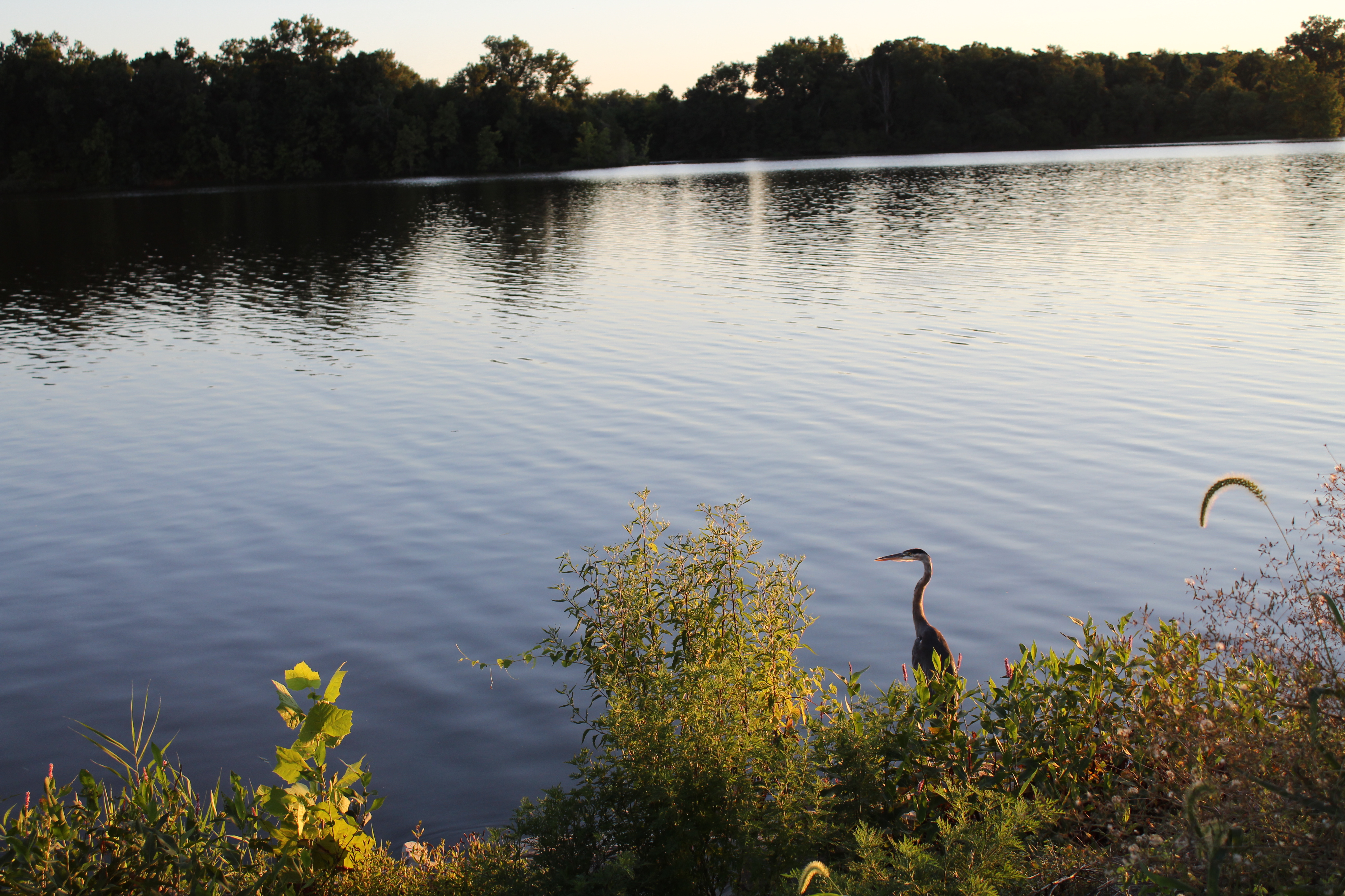 Crane at Crab Orchard Lake - August 5, 2020