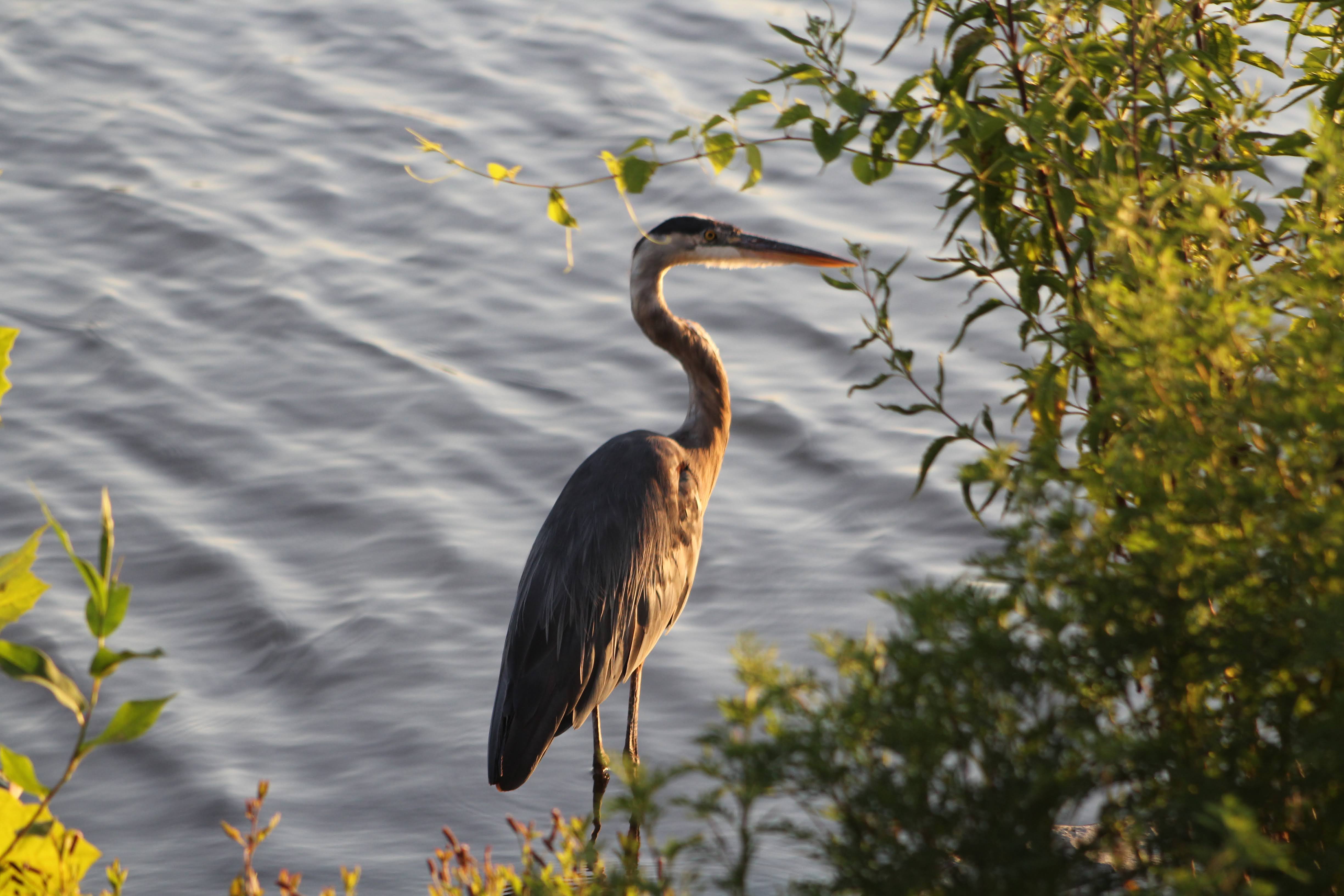 August 7, 2020 Crab Orchard Refuge