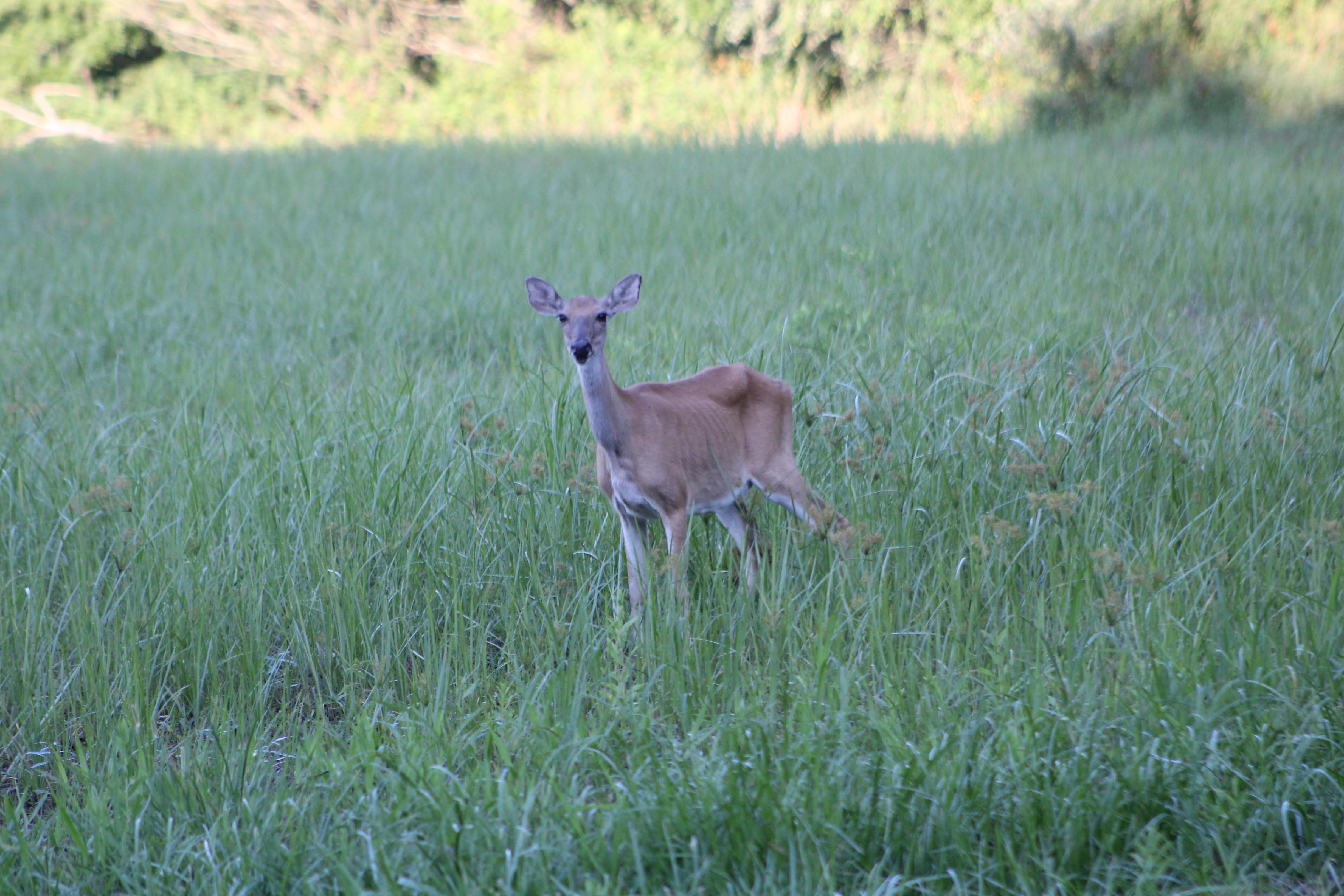 August 7, 2020 - Crab Orchard Refuge