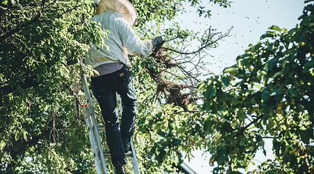 ハチの巣駆除をする人