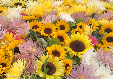 ひまわりの花