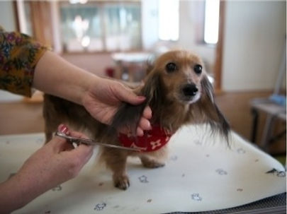 トリミング中の犬