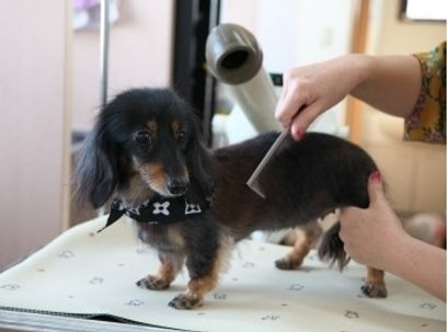 トリミング中の犬