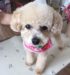 犬