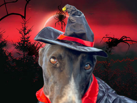 12 Tips For Keeping Your Greyhound Safe and Happy at Halloween