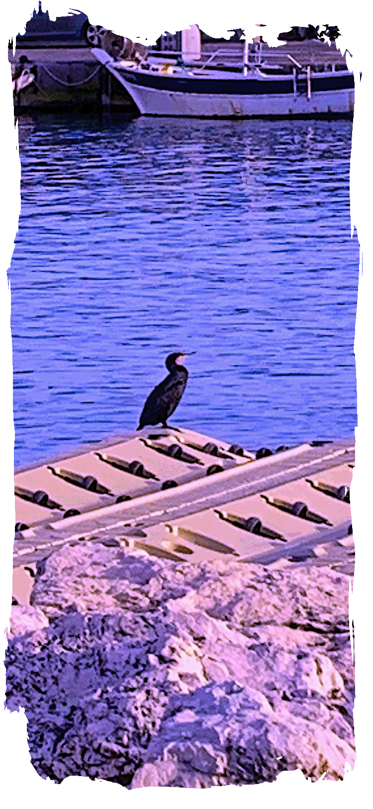 CORMORANT IMG_0785.gif