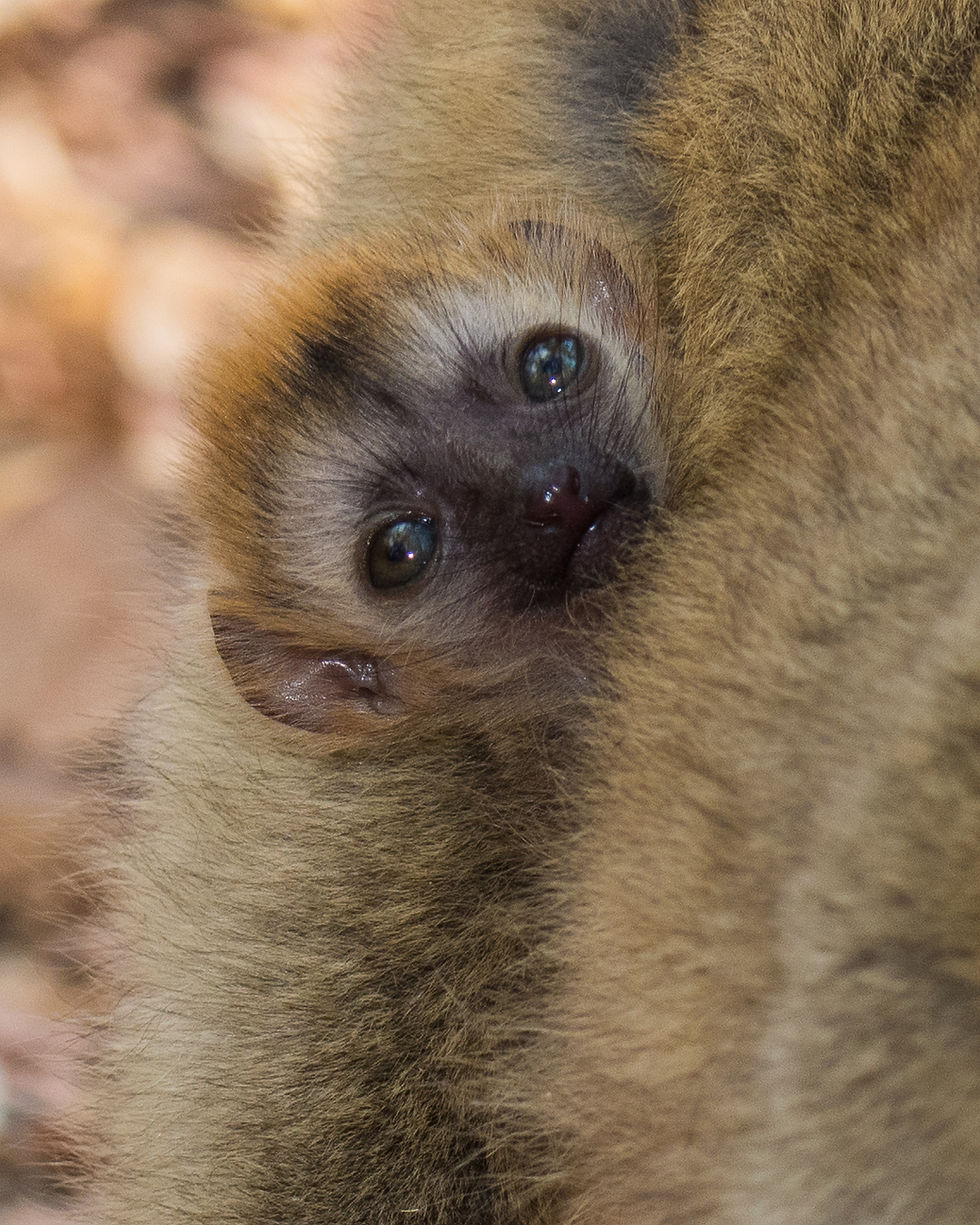 Baby Brown Lemur clinging to its mother, Madagascar