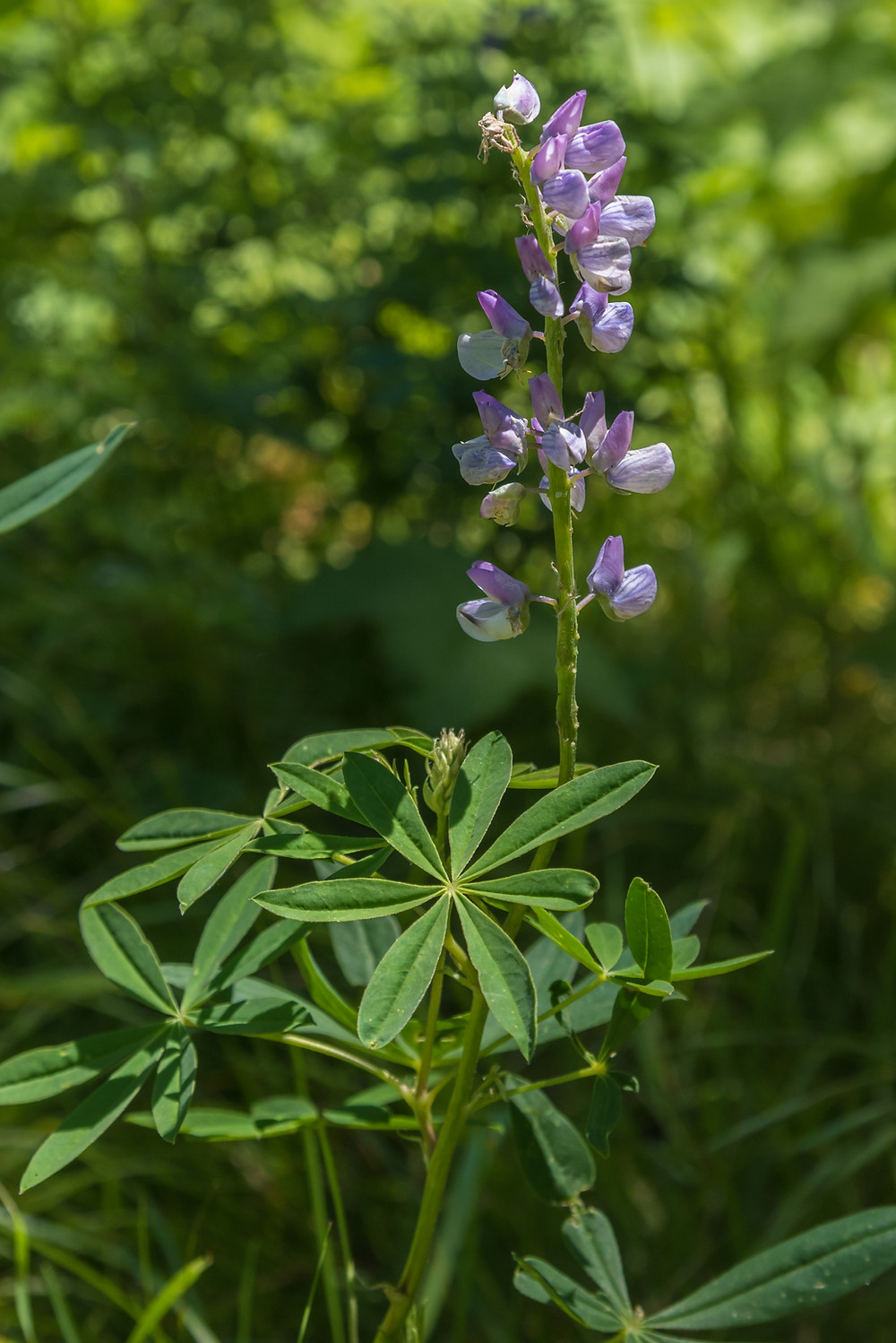 Lupine, low elevation, Mt Adams, WA