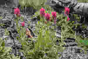 Paintbrush