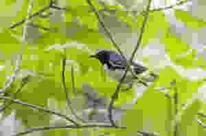Black-throated Blue Warbler
