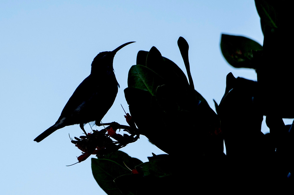Sunbird, South Africa