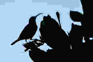 Sunbird, South Africa