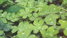 Do You Believe In Luck?