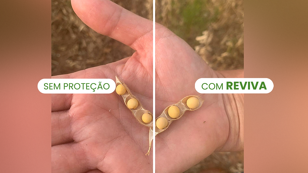 Adaptaplantas as mudanças climáticas e melhoraa eficiência da produtividade em até 25%.