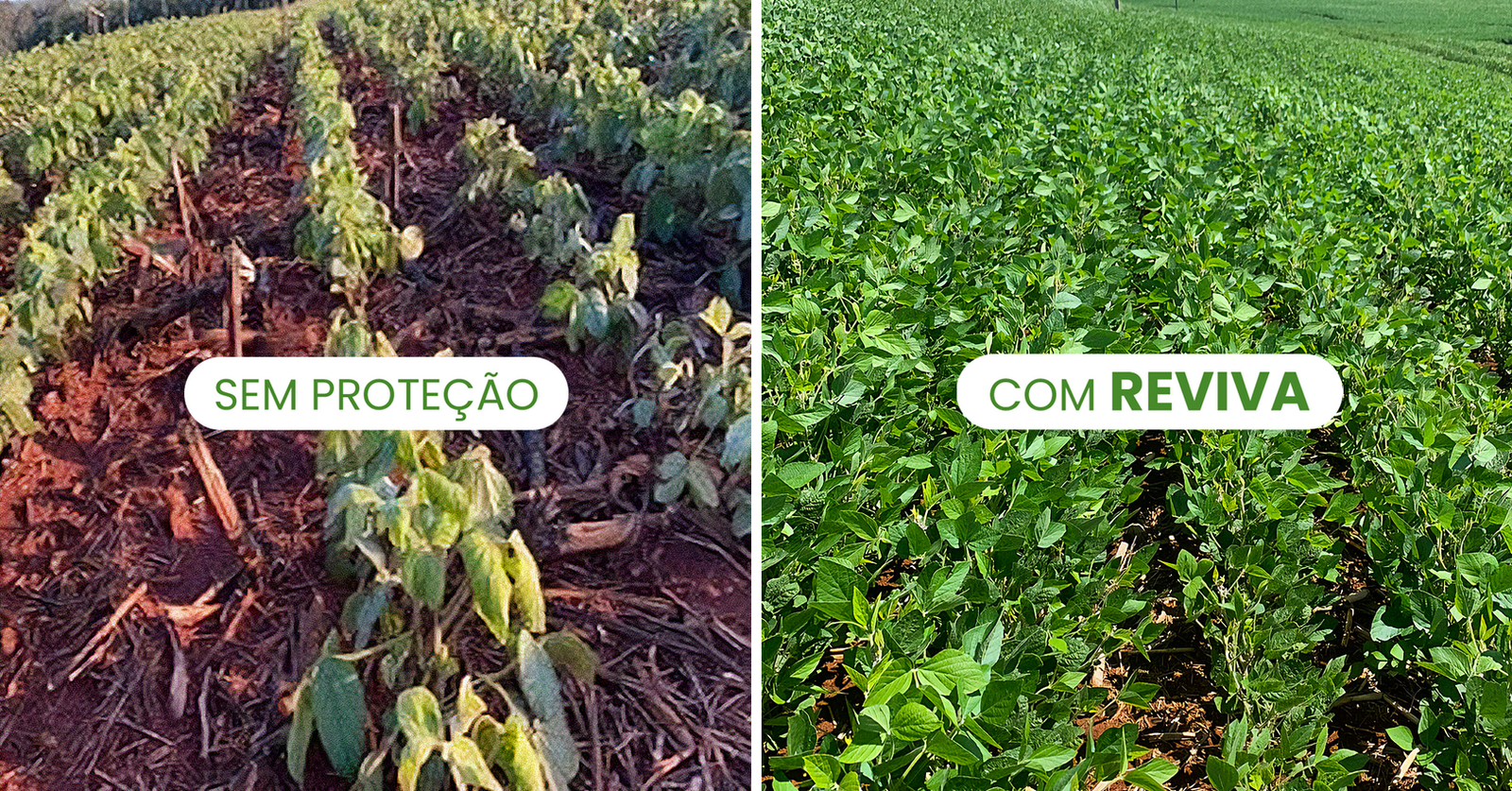 Recuperação em campo · Registro 04