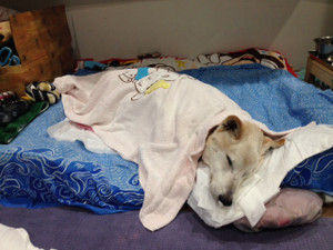 犬の介護とお葬式 大久保奈弥のhp
