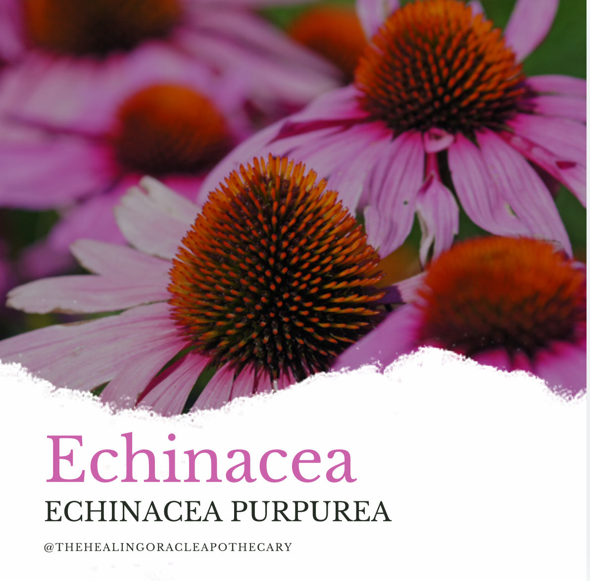 Echinacea