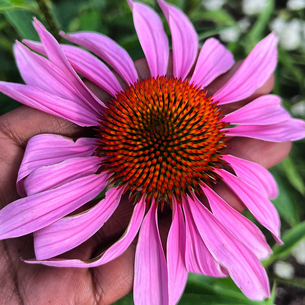 Thumbnail: Echinacea  (Immun-Stimulator)