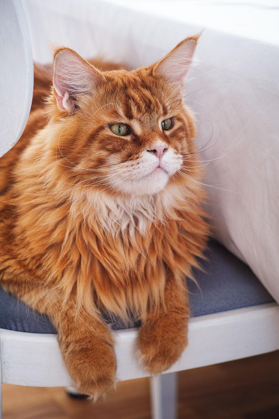 maine-coon-cat-sitting-on-a-chair-LFZPXK