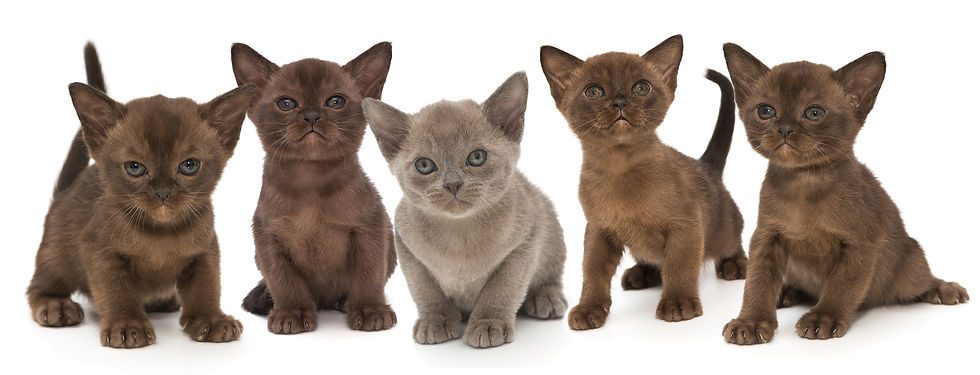 burmese-breed-Z7XMJSR
