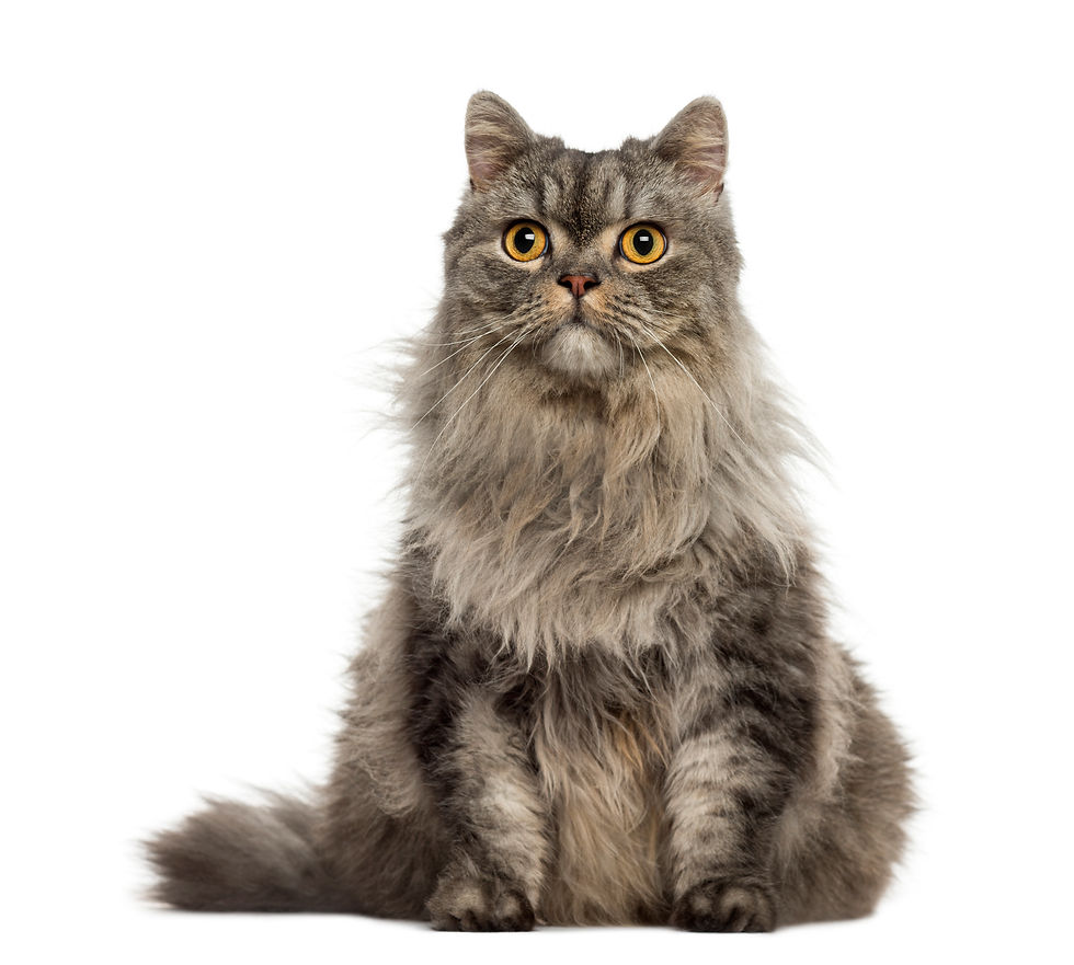 turkish-angora-sitting-and-looking-away-