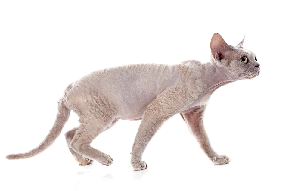 devon-rex-P9NYL6W
