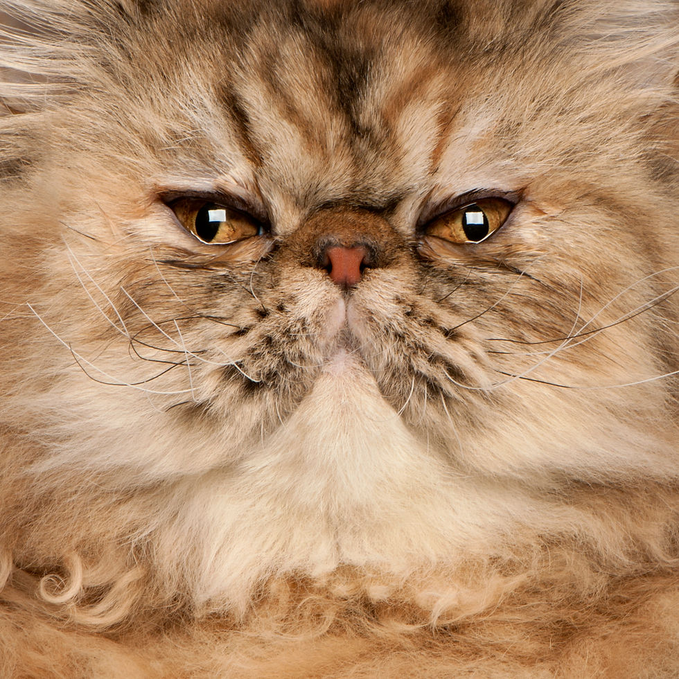 persian-6-months-old-persian-6-months-ol