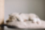 ragdoll-cat-small-kitten-sleep-at-home-S