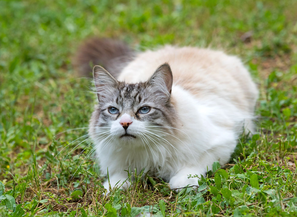 ragdoll-cat-in-garden-P3GNTVE