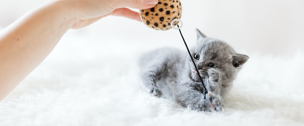 Bildschirmfoto 2021-02-01 um 14.30.04.pn