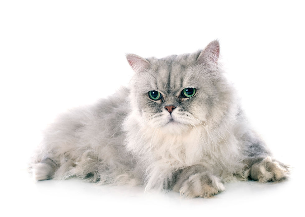 persian-cat-TQM39K6