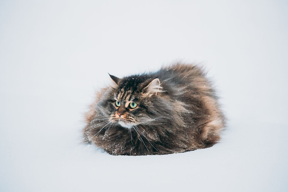 siberian-cat-kitty-standing-in-snowy--UN