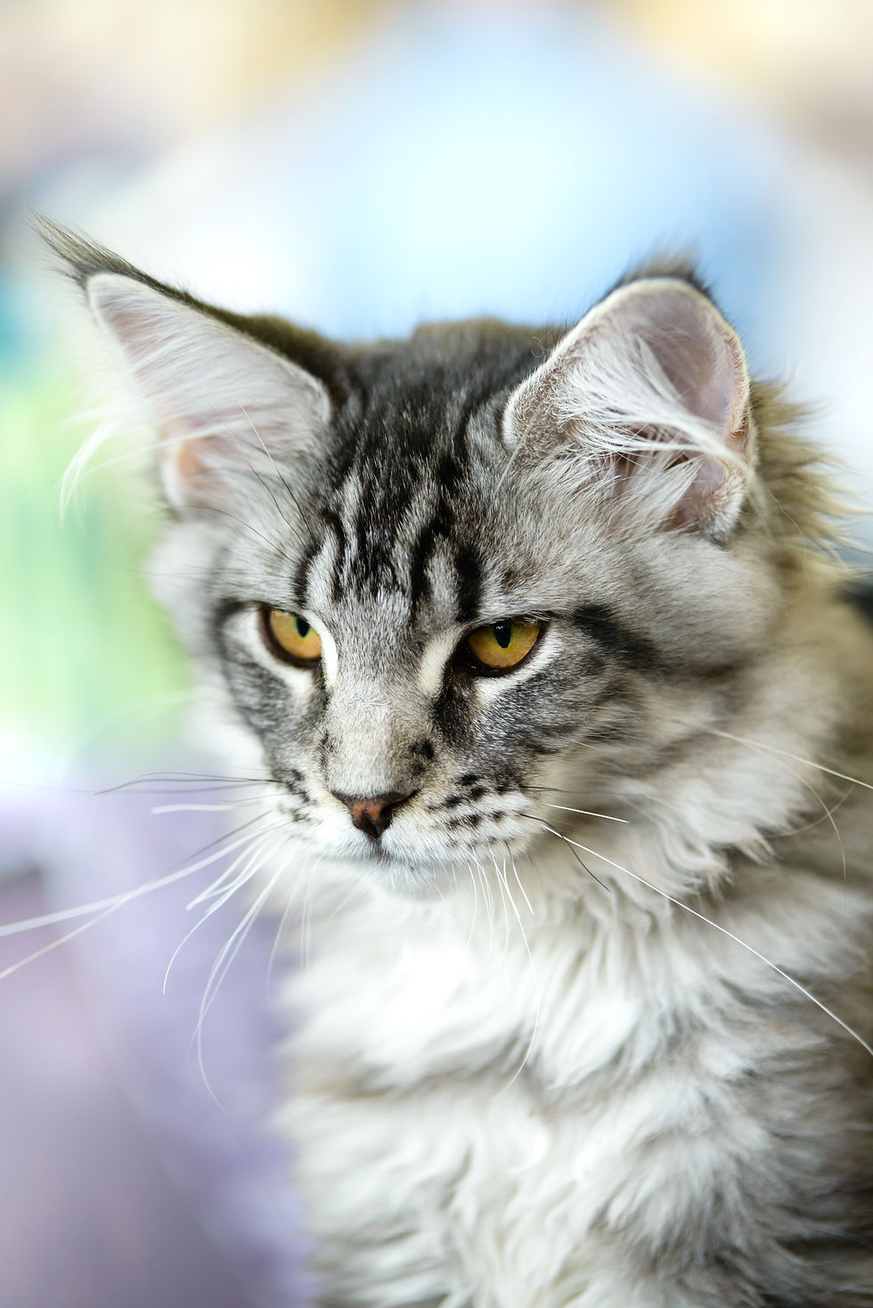 maine-coon-cat-PVNF5KQ