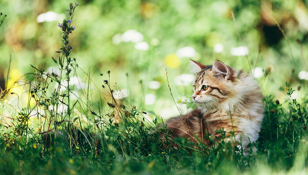 siberian-cat-hunting-in-grass-9MSXPQF