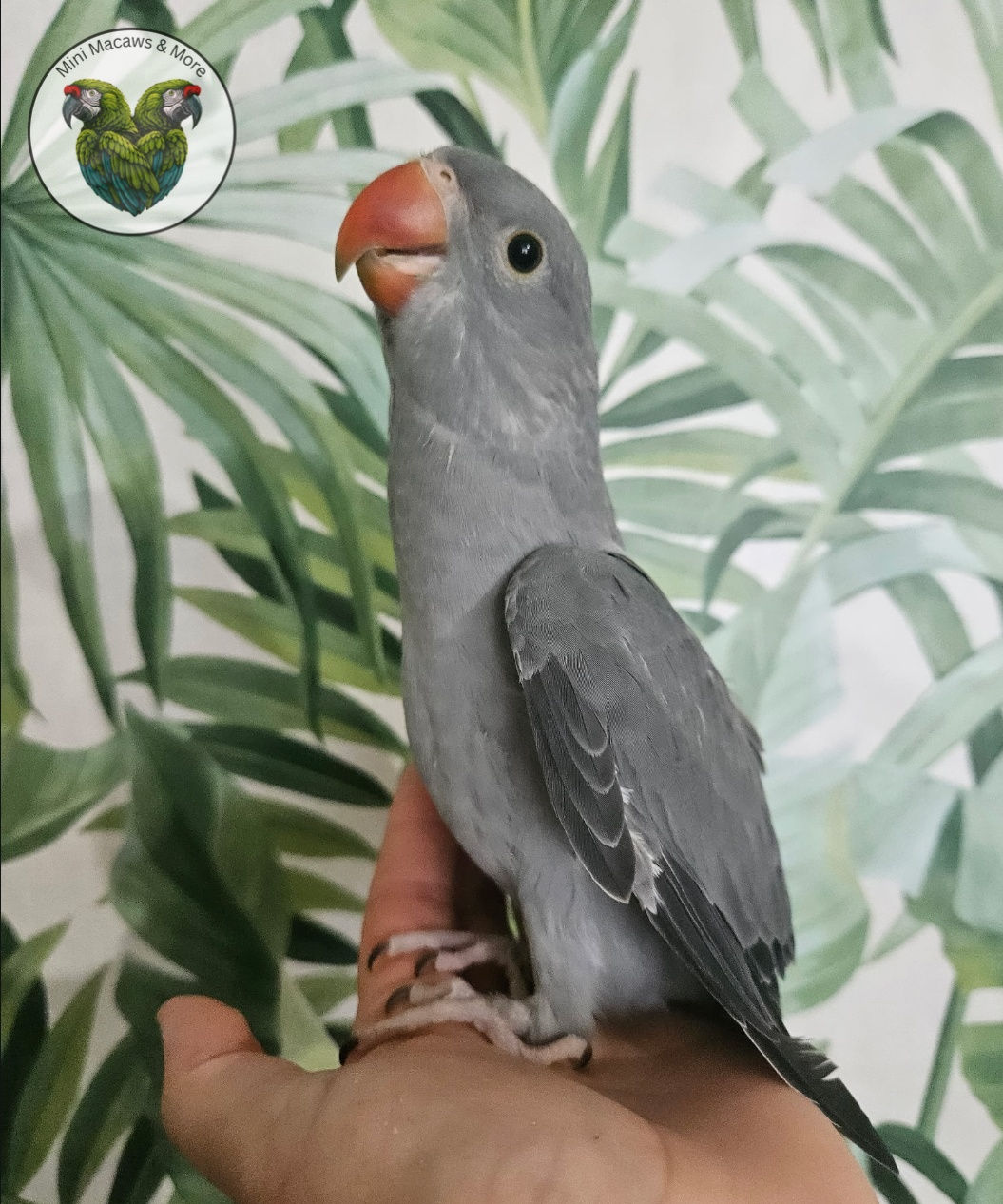 Grey Indian Ringneck Baby