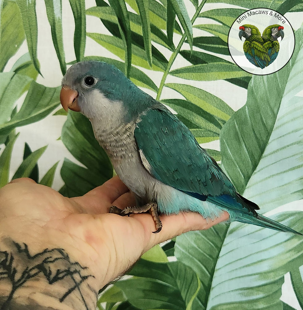 Thumbnail: Blue Quaker Baby