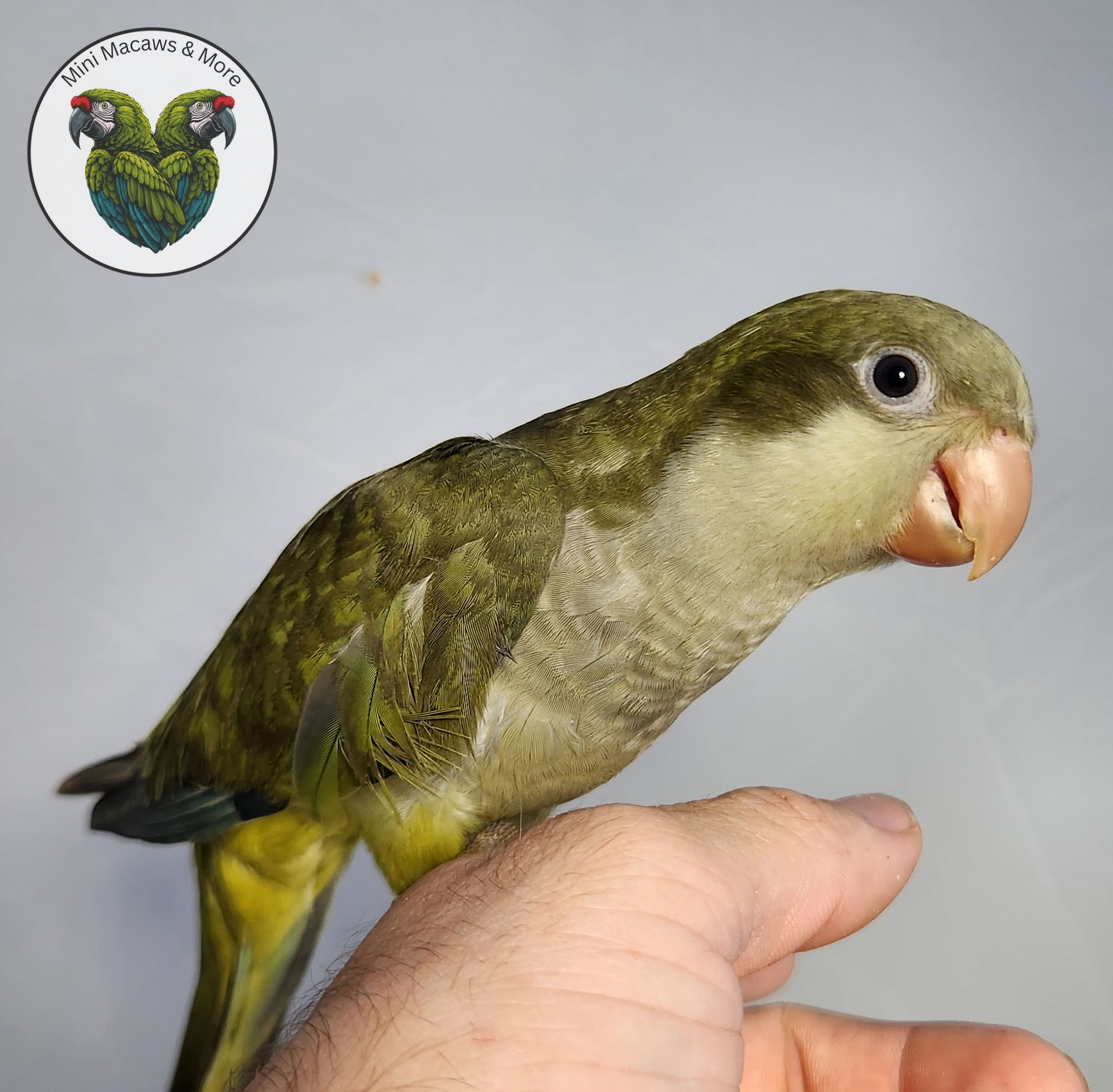 Dark Factor Green Opaline Quaker Baby