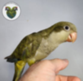 Dark Factor Green Quaker Baby