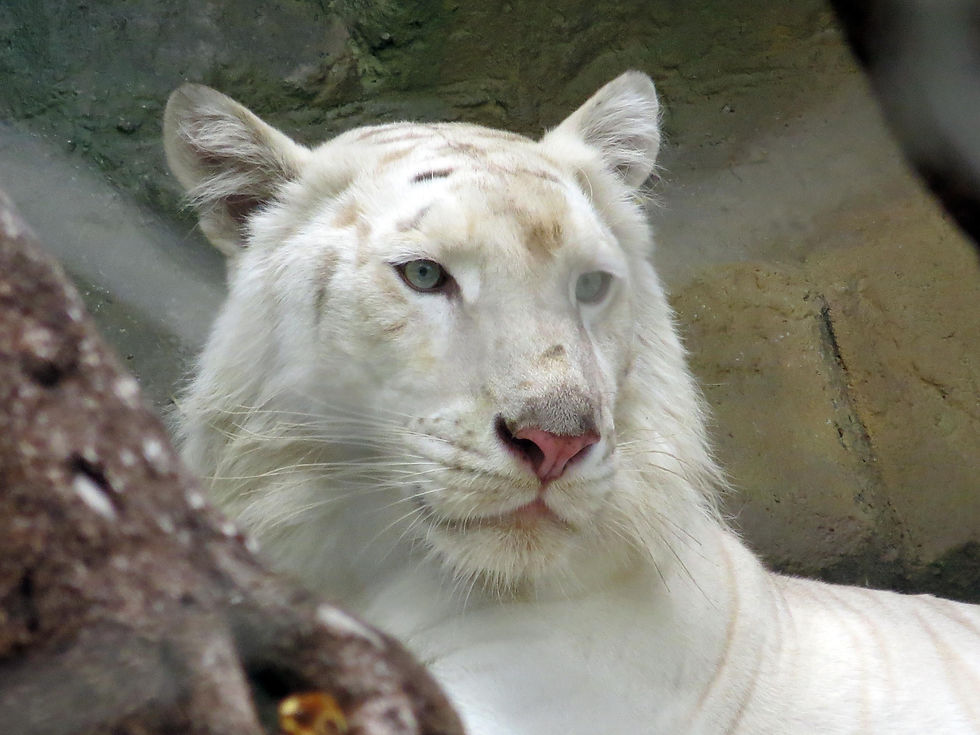 WHITE TIGER.jpg