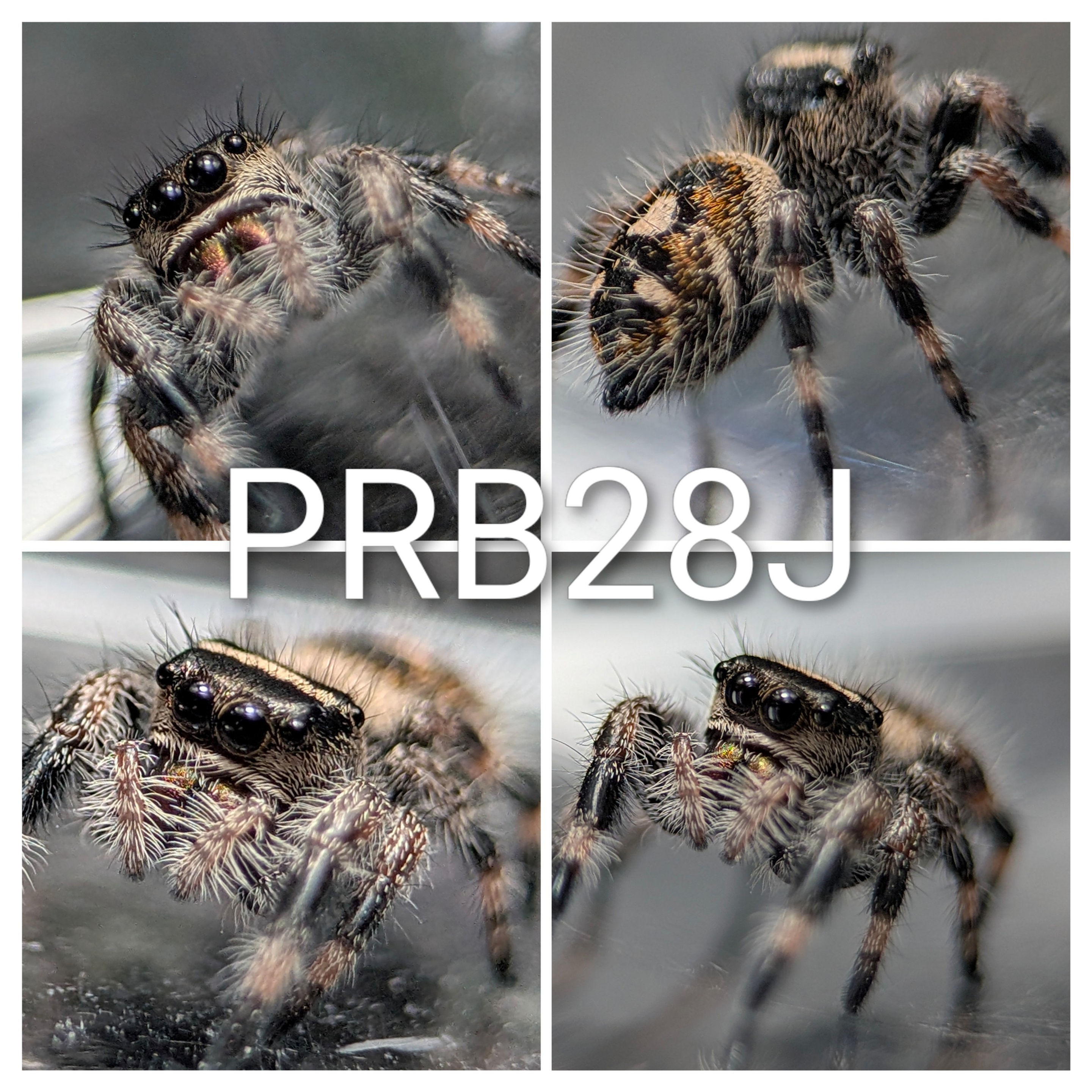 PR Bahamas_femalePRB28J