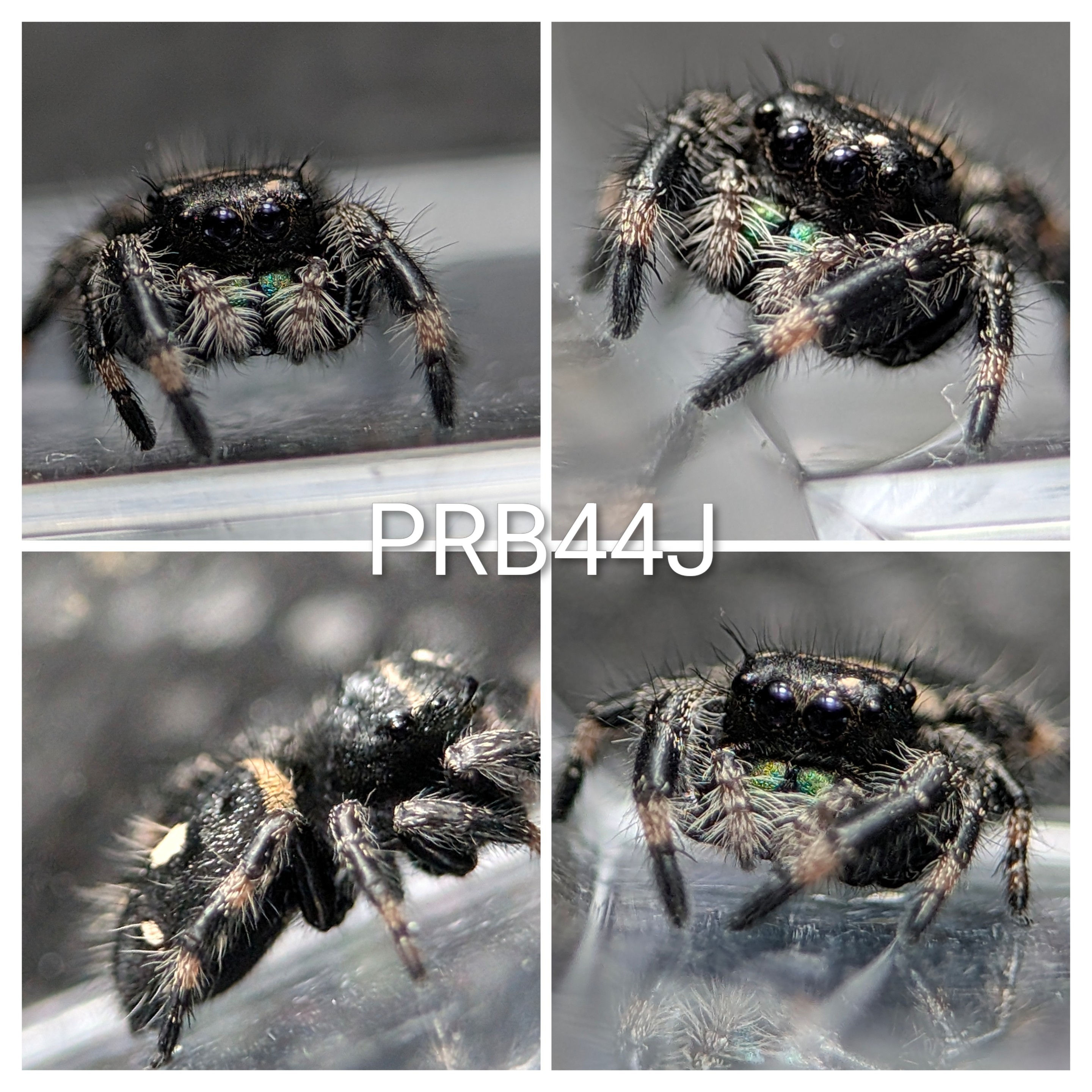  PR Bahamas_ Male PRB44J 