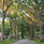 New Street Tree Rules + 2025 Sidewalk Pilot Program