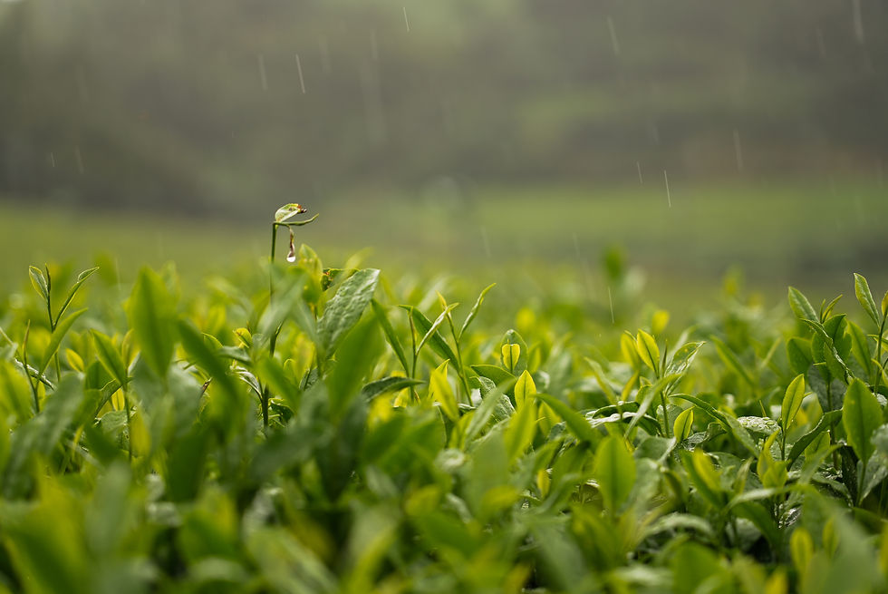 Sencha – le goût du thé japonais