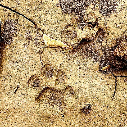 bobcat track_edited_edited.jpg