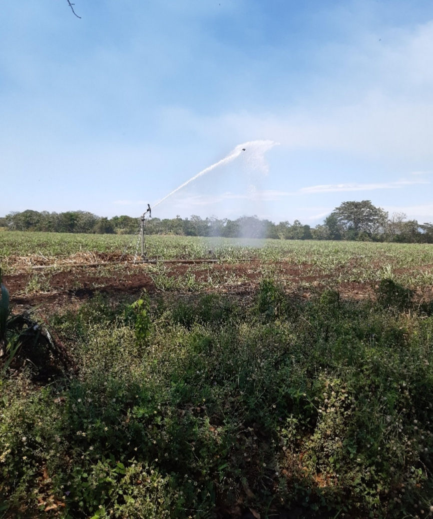 Impactos positivos y negativos de la agroindustria azucarera 
