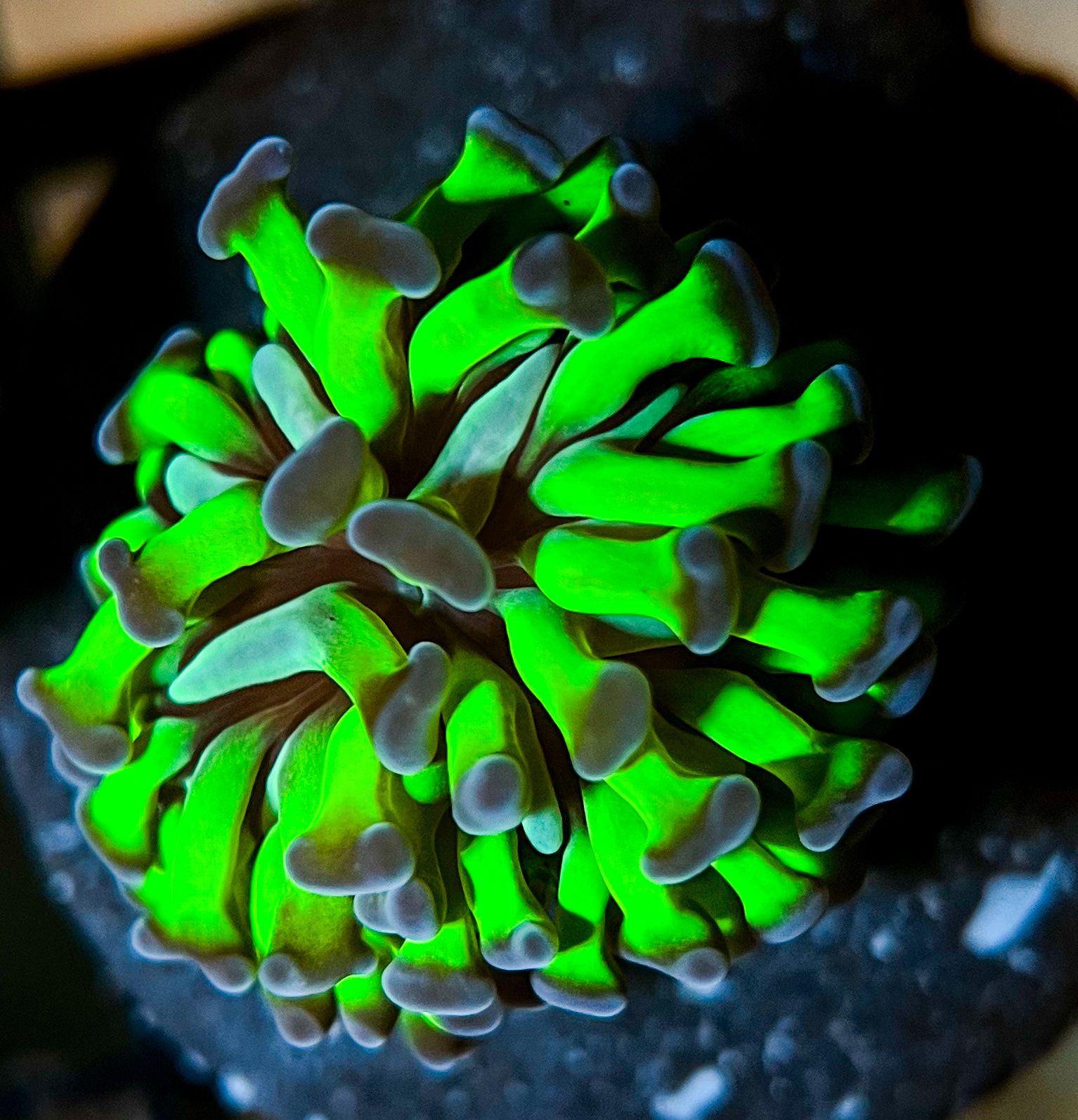 Indo Neon Green Hammer (WYSIWYG) – Purple Tip Branching Euphyllia