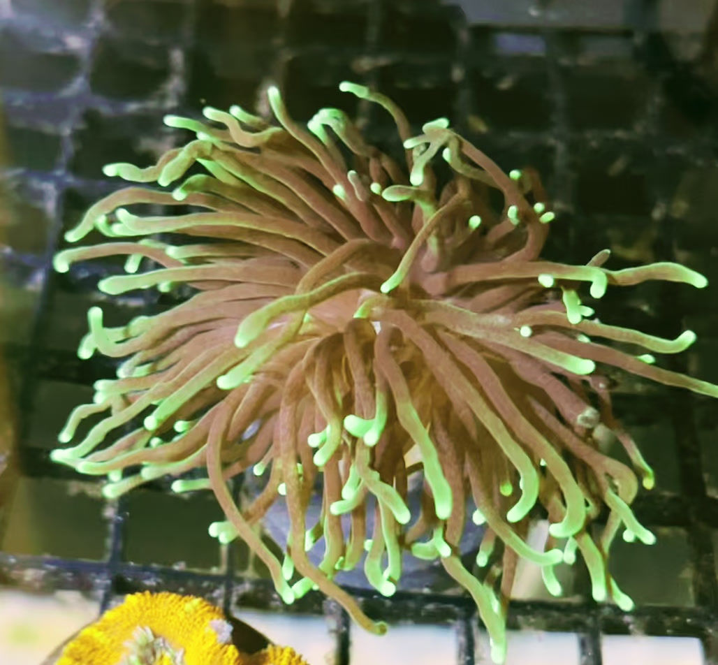 Aussie Torch Coral (WYSIWYG) – Green Tip Euphyllia