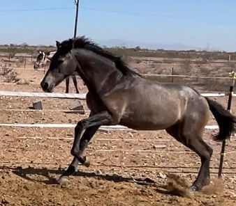 Thumbnail: Calypso LMB