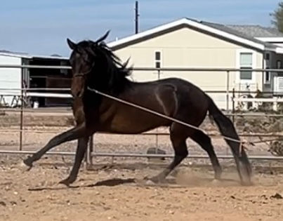 Thumbnail: Q Olivo LMB